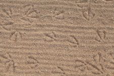 The Footprints In The Sand Royalty Free Stock Image The Footprints In The Sand Royalty Free Stock Image