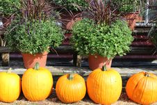 Orange Pumpkins And Hardy Mums Royalty Free Stock Image Orange Pumpkins And Hardy Mums Royalty Free Stock Image