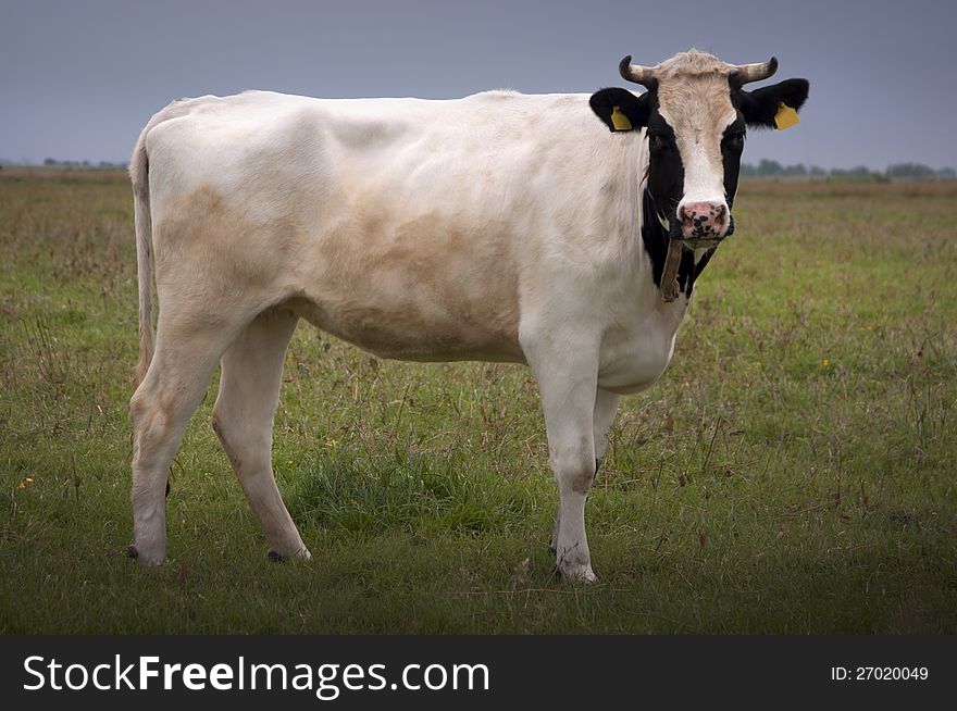 Cow Full Profile