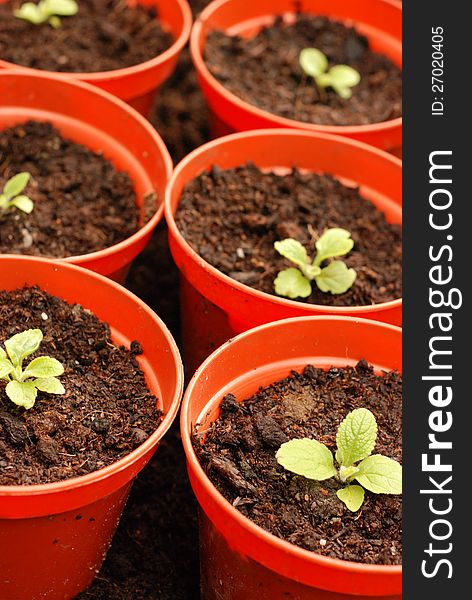 Foxglove Seedlings In Red Plantpots.