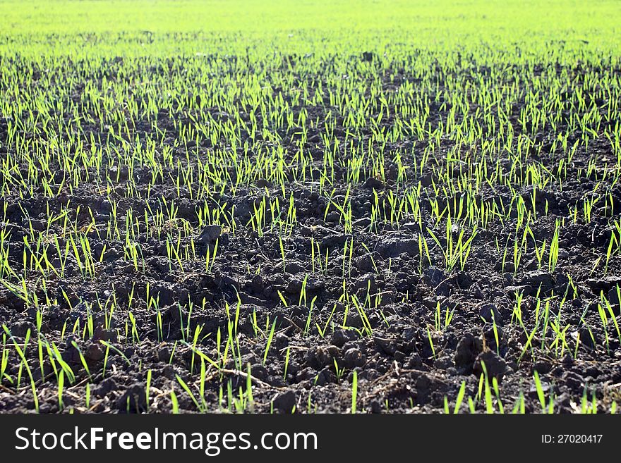 New shoots of a winter wheat (winter crops)