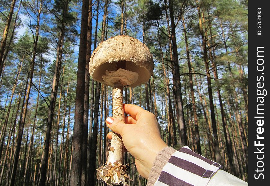 Mushroom Umbrella Motley Large