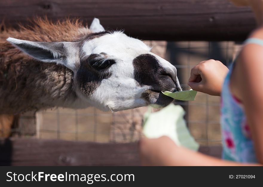 Llama, feeding time