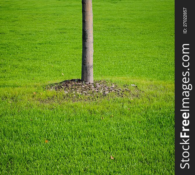 Tree trunk with green grass background. Closeup. Tree trunk with green grass background. Closeup