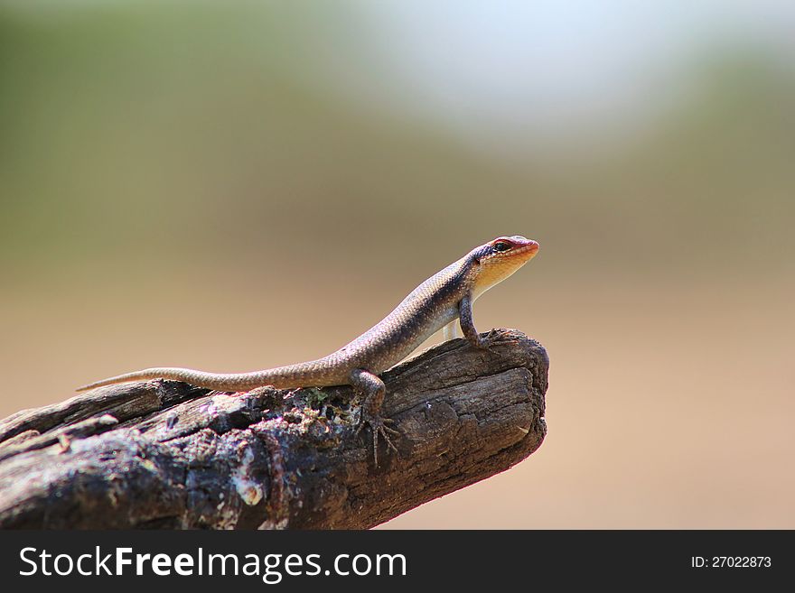 African Reptile - Love Lizzard