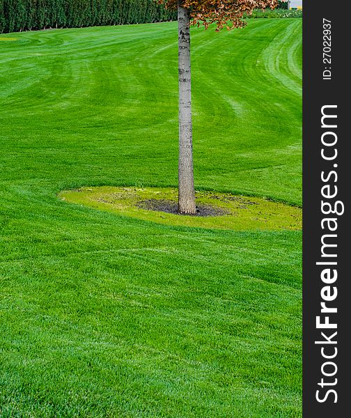 Tree trunk with green grass background. Closeup. Tree trunk with green grass background. Closeup
