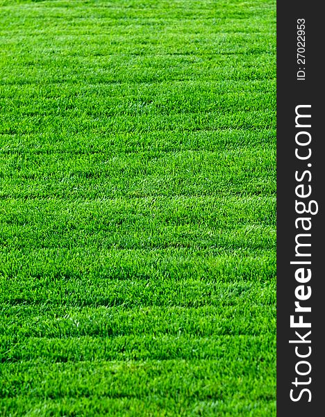 Green grass texture