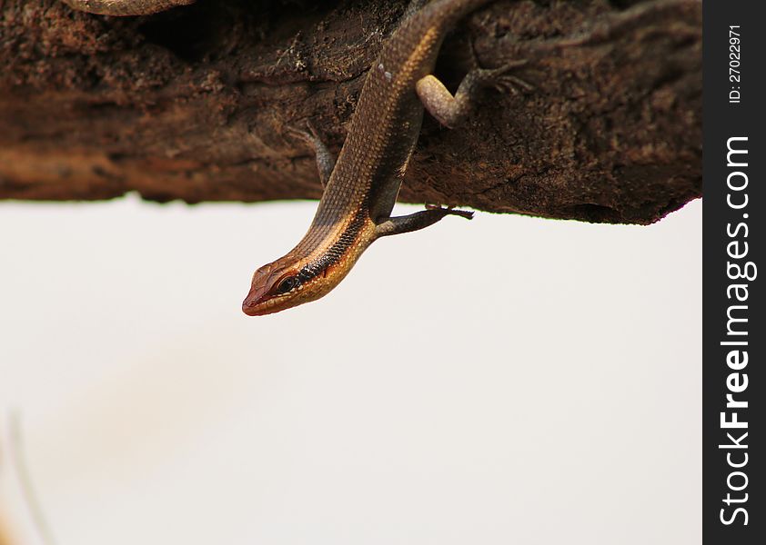 A common lizzard on a stump at a watering hole on a game ranch in Namibia, Africa. A common lizzard on a stump at a watering hole on a game ranch in Namibia, Africa.