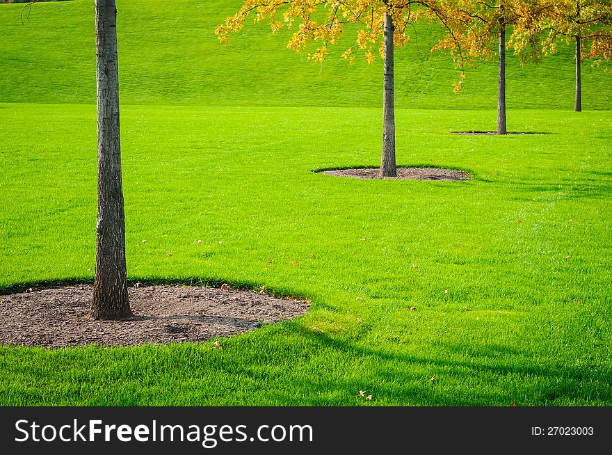 Trees trunk with green grass background. Closeup. Trees trunk with green grass background. Closeup