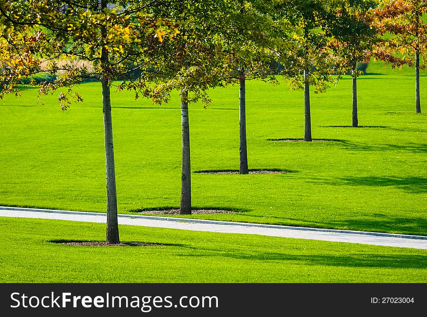 Autumn Trees