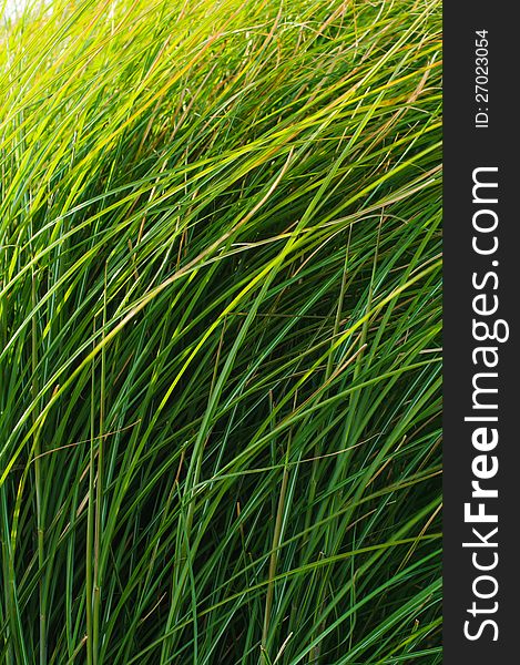 Green Grass Blades Background