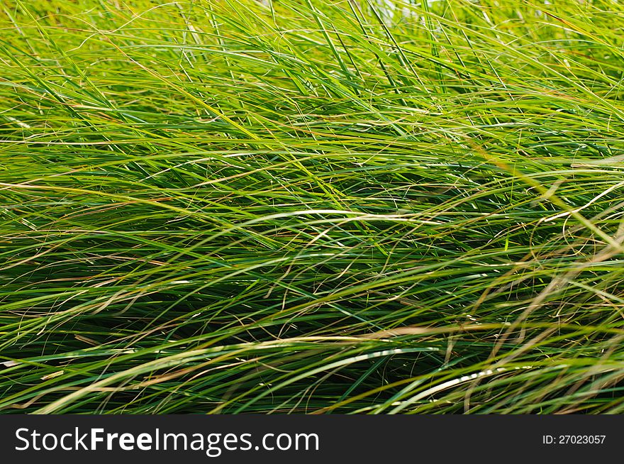 Green Grass Blades Background