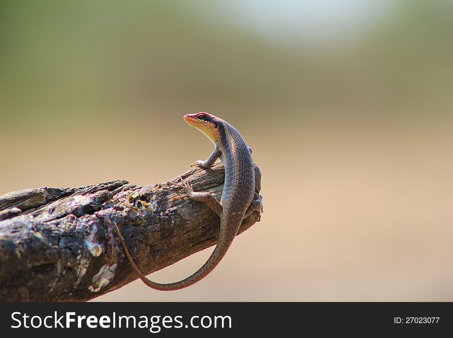 African Reptile - Love Log Lizzard