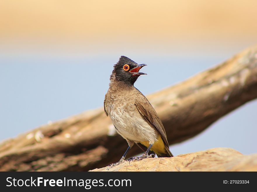 African Redeyed Bulbul on a branch at a game ranch in Namibia, Africa. With absolutely beautiful faded natural colors in the background. African Redeyed Bulbul on a branch at a game ranch in Namibia, Africa. With absolutely beautiful faded natural colors in the background.