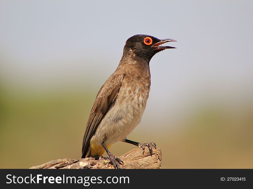 African Redeyed Bulbul on a branch at a game ranch in Namibia, Africa. African Redeyed Bulbul on a branch at a game ranch in Namibia, Africa.