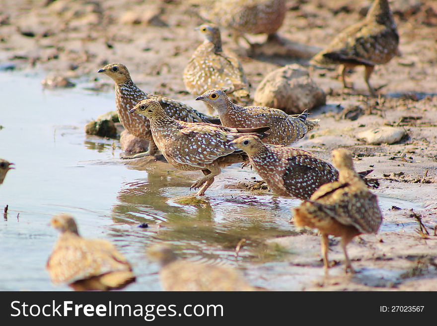 Flock Of Feathers - Sandgrouse, Namaqua