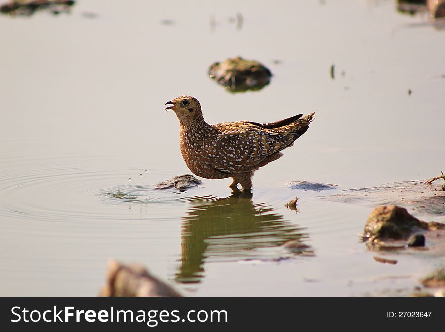 Adult female Namaqua Sandgrouse drinking water at a watering hole in Namibia, Africa. Adult female Namaqua Sandgrouse drinking water at a watering hole in Namibia, Africa.