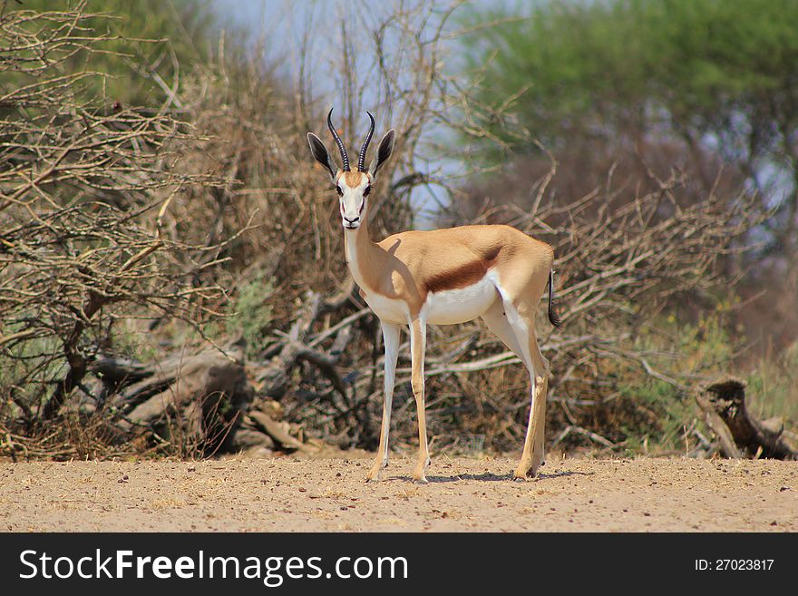Springbuck female with perfectly shaped horns - photo taken on a game ranch in Namibia, Africa. Springbuck female with perfectly shaped horns - photo taken on a game ranch in Namibia, Africa.