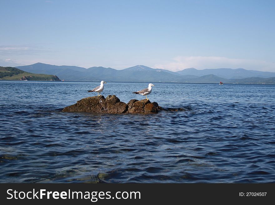 Seagulls have a rest on a stone. Seagulls have a rest on a stone