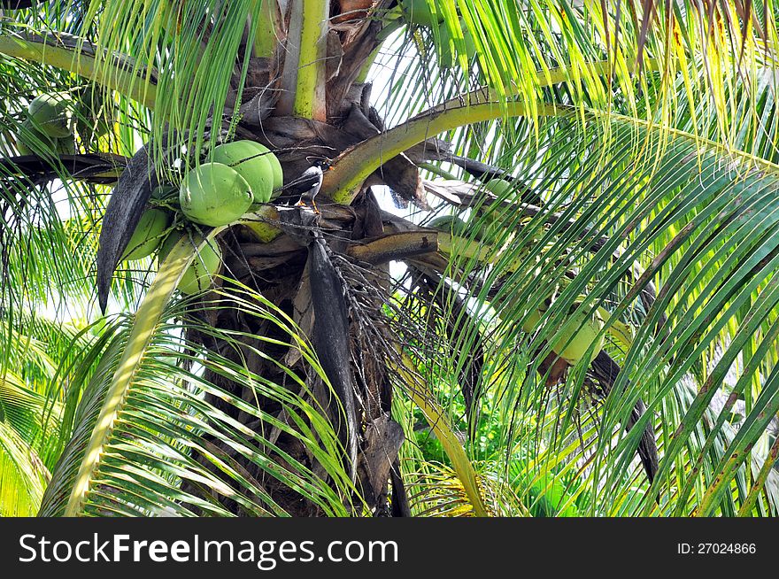 Closeup of Coconut Palm trees, Nuts & Bird