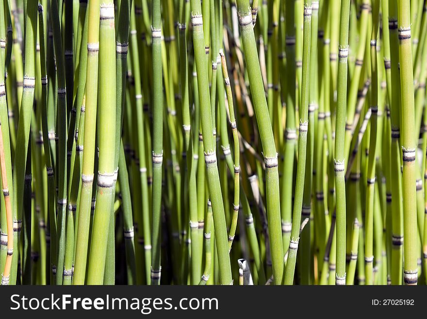 Small bamboos under autumn sun