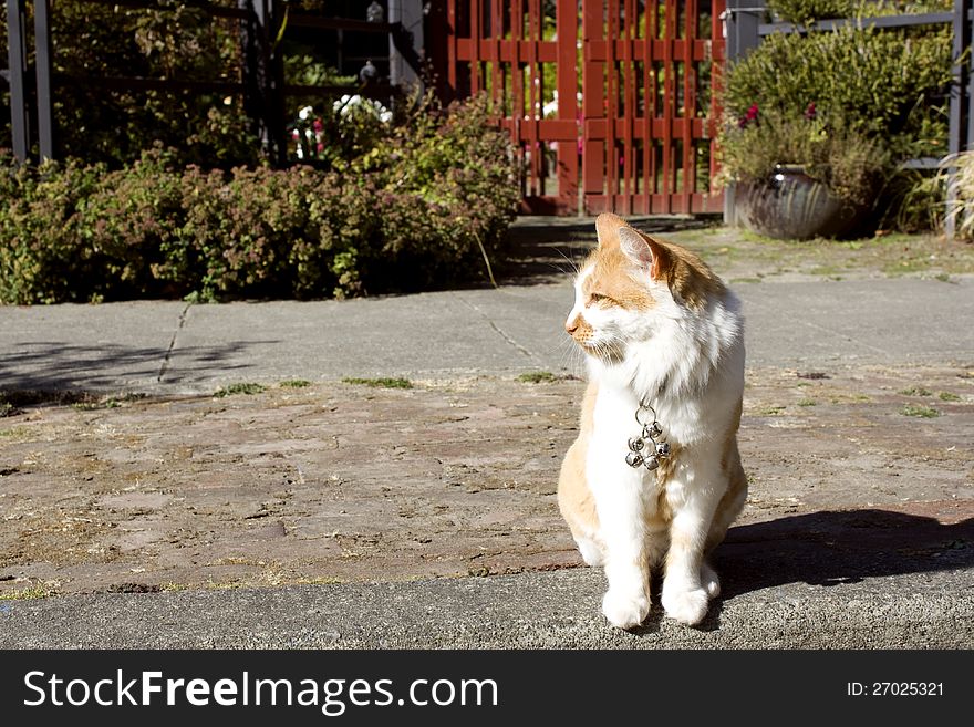 Friendly Cat In Front Of An Old House