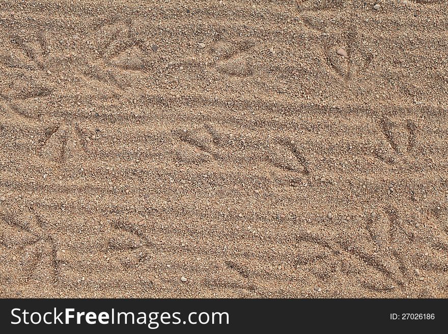 Traces on the yellow moist sand in the early morning, among the birds - albatrosses. Traces on the yellow moist sand in the early morning, among the birds - albatrosses.