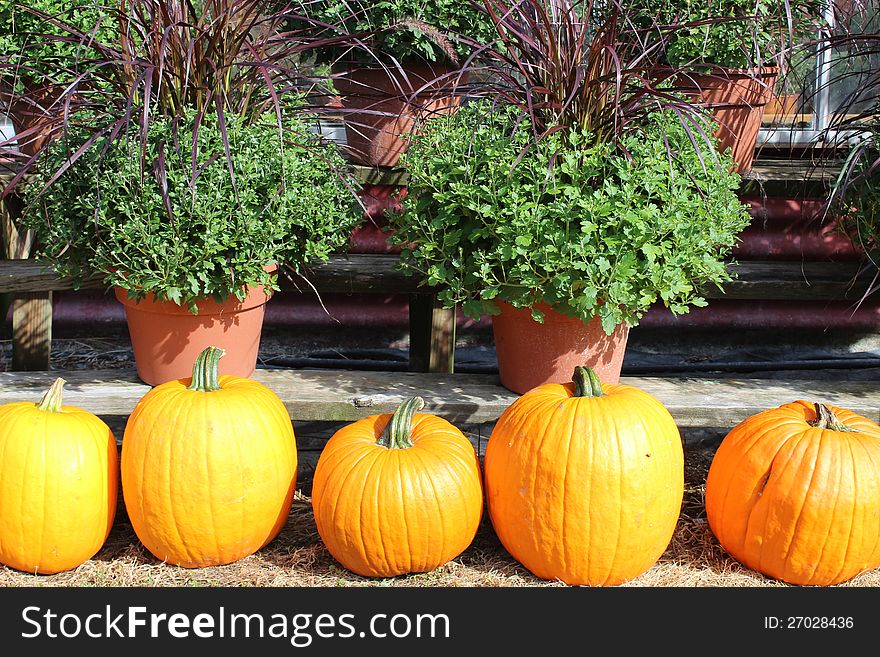 Colorful pumpkins sitting in front of hardy mums and ornamental grasses at the nursery. Colorful pumpkins sitting in front of hardy mums and ornamental grasses at the nursery.