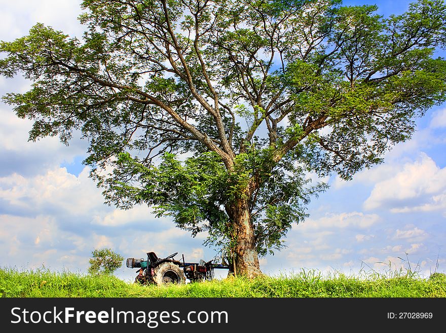 Tree with tractor truck on the grass