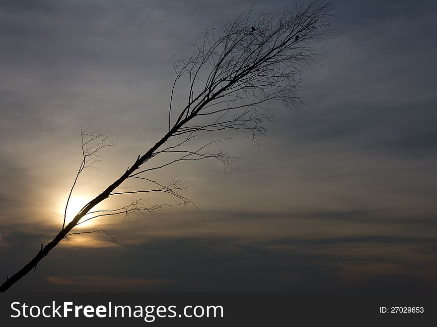 Silhouette branch inclined at a bird caught in the branches against sunset. Silhouette branch inclined at a bird caught in the branches against sunset.