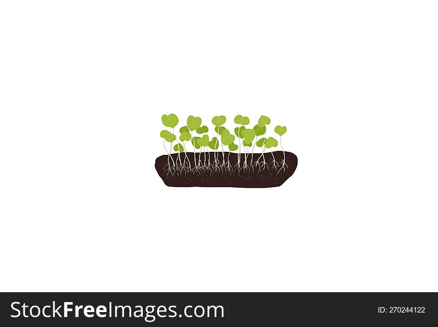 Microgreen healthy food. Vegetarian food. Raw sprouts, microgreens. Healthy nutrition concept