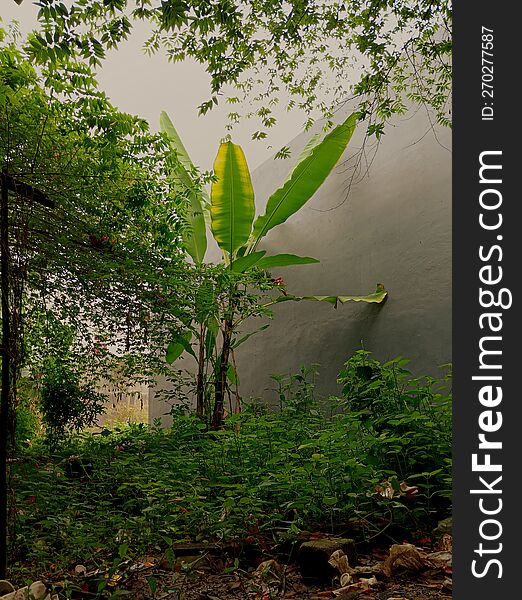 Garden outdoor jungle leaf tree