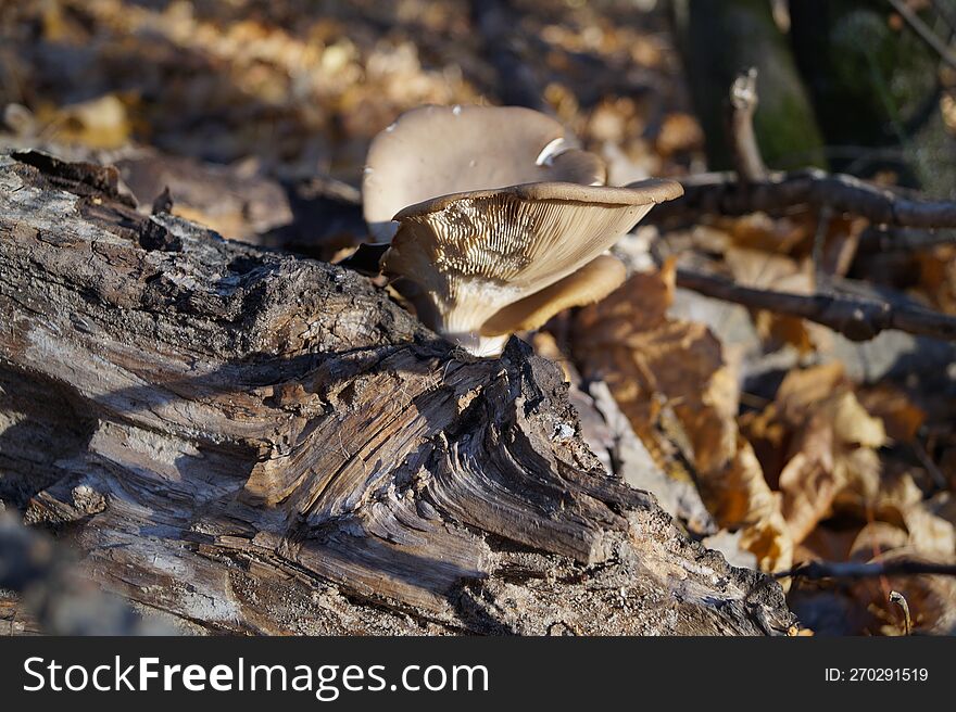 Autumn Mushroom In The Woods