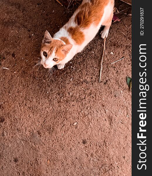 The beauty of the golden cat is an enchanting sight