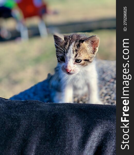 Kitten playful evolution, from fluff to feline