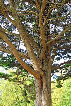 Old Mature Tree Stock Photos Old Mature Tree Stock Photos