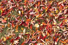 Fallen Autumn Leaves Stock Images
