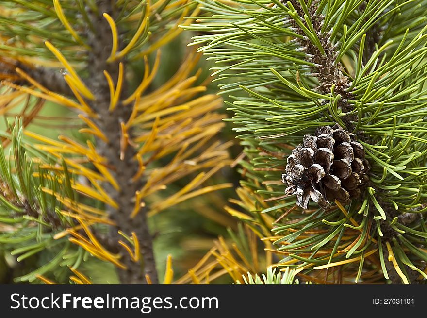The pine cone isolated on the mugo pine. The pine cone isolated on the mugo pine