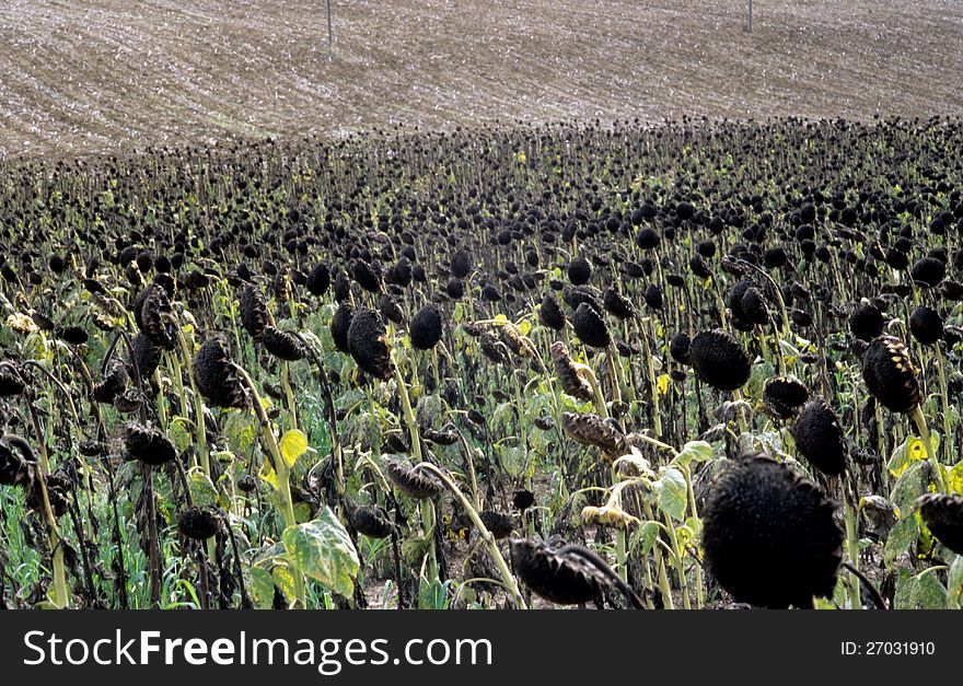 Sunflowers in val of Recanati. Marche region, Italy. Sunflowers in val of Recanati. Marche region, Italy