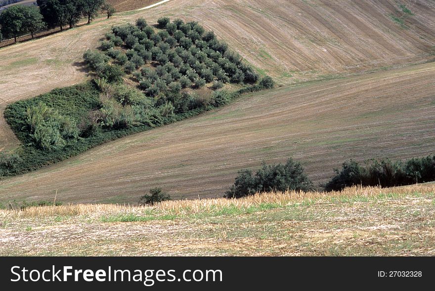 Olive trees in val of Recanati. Marche region, Italy. Olive trees in val of Recanati. Marche region, Italy