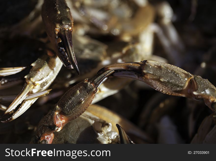 Crab Claws