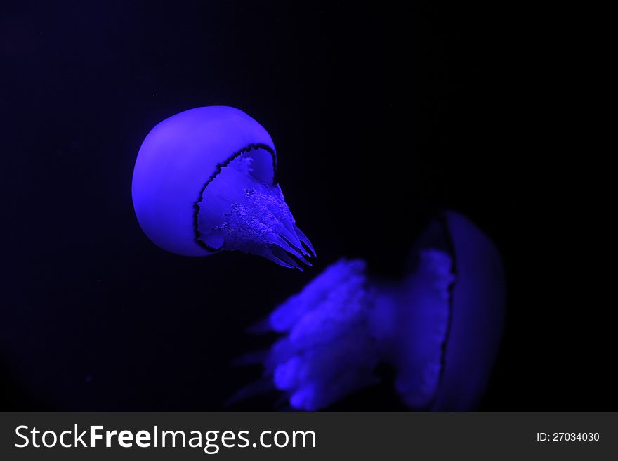 Peaceful Jellyfish swimming around, illuminated blue. Peaceful Jellyfish swimming around, illuminated blue.