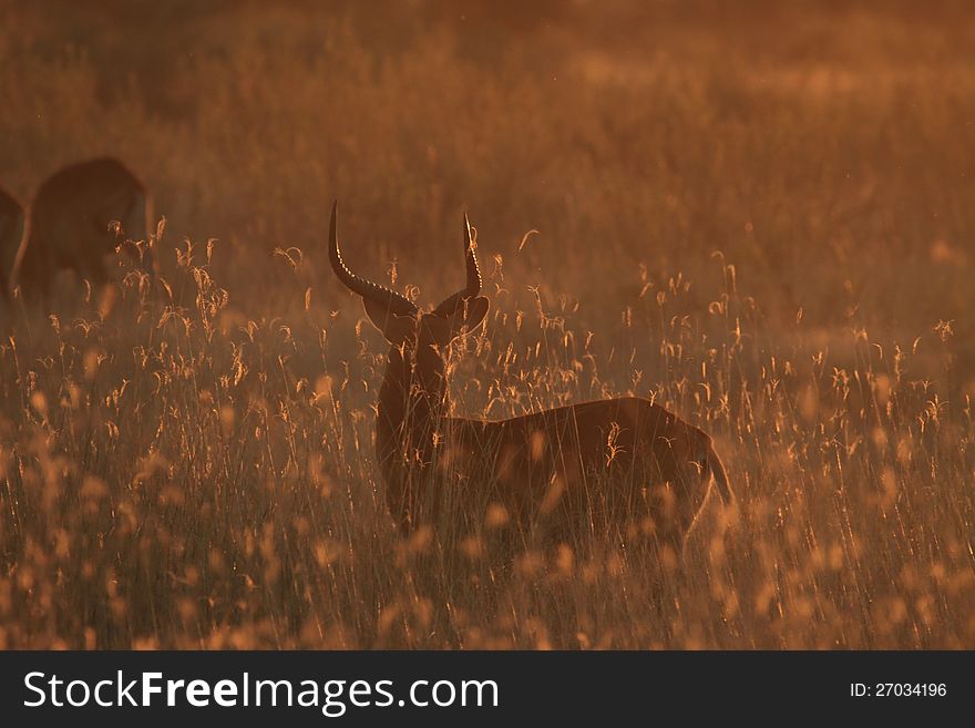 Image of an open field at sunset with a few deer in it taken in the Okavango delta in Botswana. Image of an open field at sunset with a few deer in it taken in the Okavango delta in Botswana