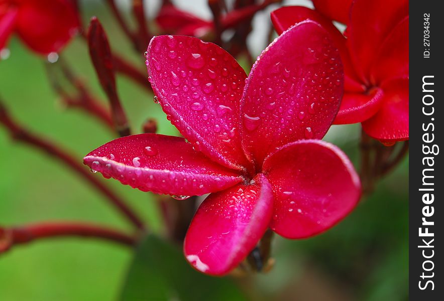 Pink plumeria after the rain