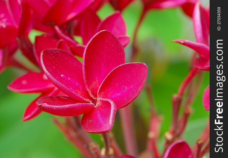 Pink plumeria after the rain