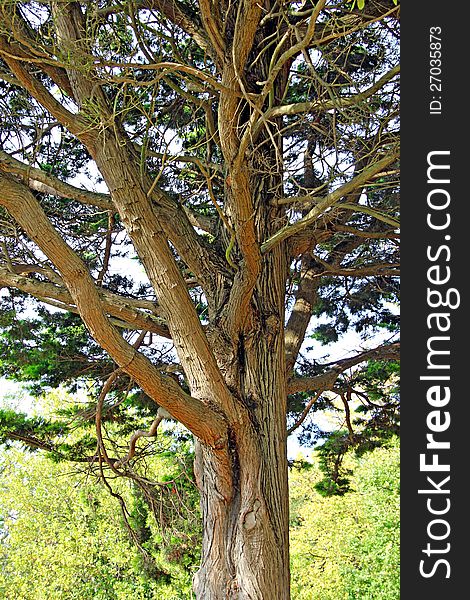 Photo of an old mature tree showing detail to bark and branches.