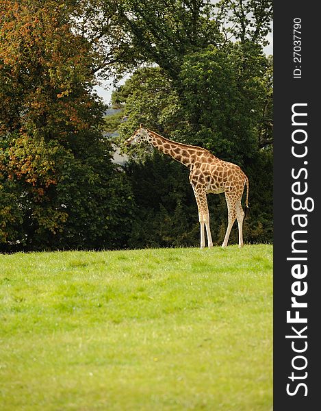 A giraffe eating leaves off a tree.