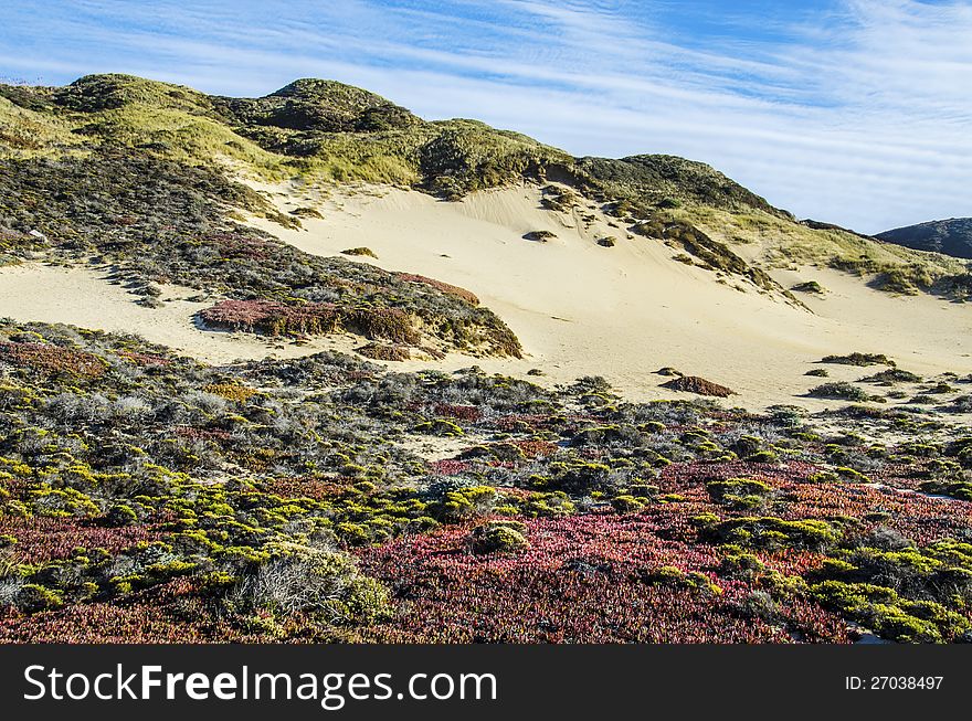 Sky, sand and colorful vegetation on Big Sur beach. Sky, sand and colorful vegetation on Big Sur beach