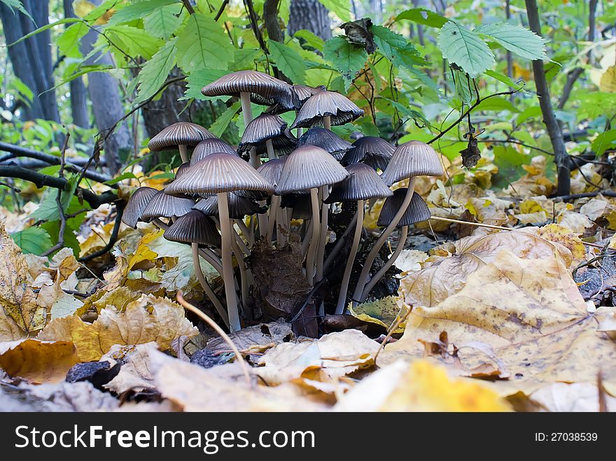 Colony of forest toadstools coprinus
