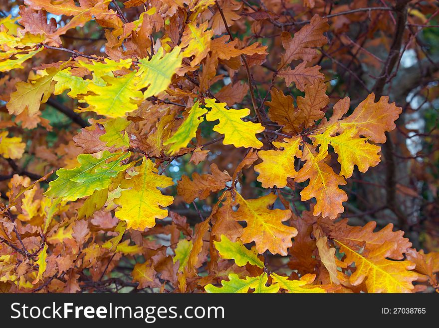 Fall oak leaves, nature detail